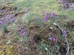 Olsynium douglasii