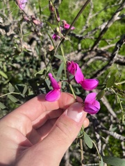 Lathyrus vestitus alefeldii