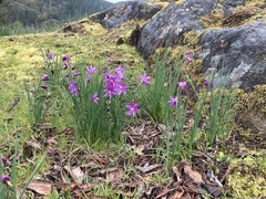 Olsynium douglasii