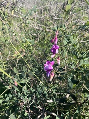 Lathyrus vestitus alefeldii