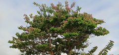 Bauhinia monandra