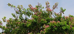 Bauhinia monandra