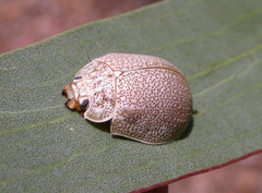 Paropsis dilatata