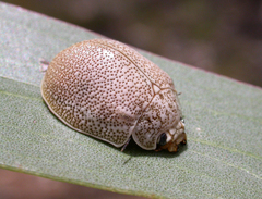 Paropsis dilatata