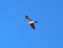 Accipiter