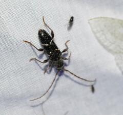 Ectosticta cleroides