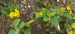 Cordia lutea