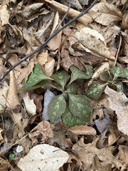 Pachysandra procumbens
