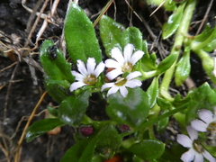 Scaevola