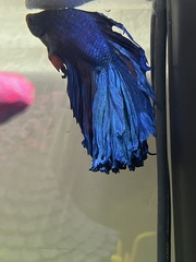 Betta splendens