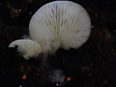 Clitopilus