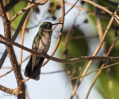 Phaeoptila sordida