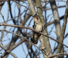 Phaeoptila sordida