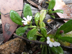 Scaevola
