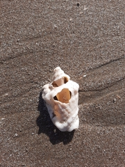 Persististrombus granulatus