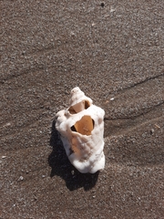 Persististrombus granulatus