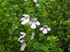 Prostanthera cuneata