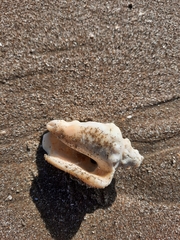 Persististrombus granulatus