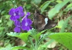 Notocrypta paralysos varians