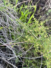 Galium porrigens