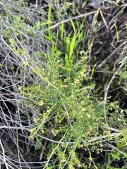 Galium porrigens