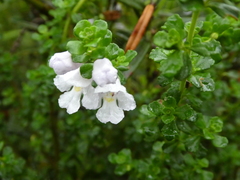 Prostanthera cuneata