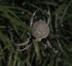 Hortophora