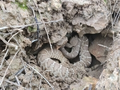 Crotalus ruber