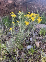 Eriophyllum confertiflorum