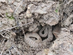 Crotalus ruber