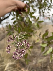 Critoniopsis