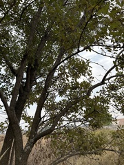 Critoniopsis