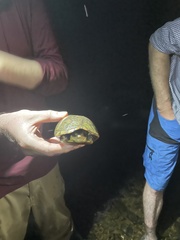 Kinosternon leucostomum