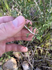 Eriophyllum confertiflorum