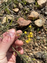 Gutierrezia californica