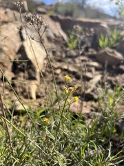 Gutierrezia californica