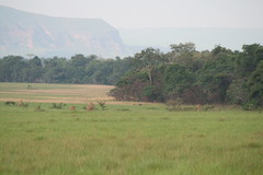 Tragelaphus spekii gratus