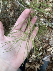 Pinus virginiana