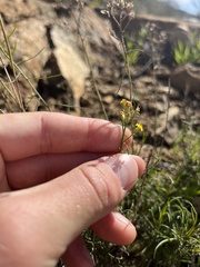 Gutierrezia californica