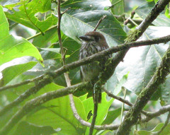 Micromonacha lanceolata