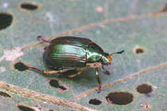 Callistethus marginatus