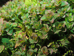 Hypericum humifusum