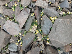 Caiophora pulchella