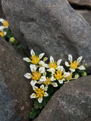 Caiophora pulchella