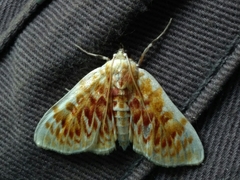 Polygrammodes sanguinalis