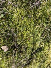 Racomitrium elongatum