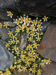 Caiophora pulchella