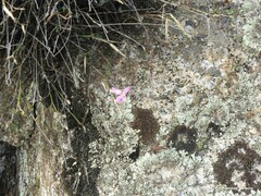 Xanthoparmelia pulla