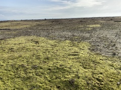 Racomitrium elongatum