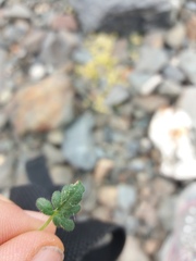 Caiophora pulchella